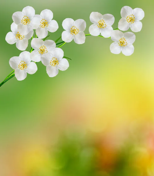 Weiße Jasminblüte. — Stockfoto