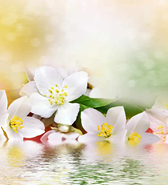 白いジャスミンの花。枝の繊細な春の花 — ストック写真
