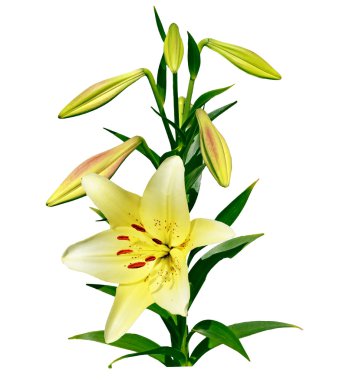 Çiçek zambağı beyaz arkaplanda izole edildi. 