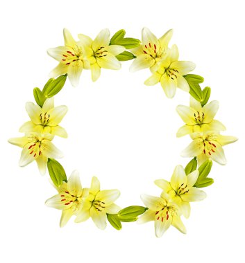 Çiçek zambağı beyaz arkaplanda izole edildi. 