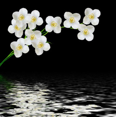 Beyaz Yasemin çiçeği. 