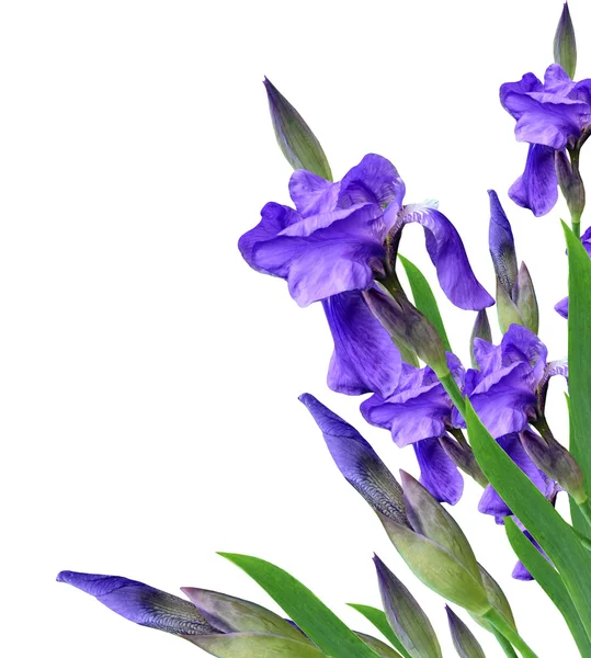 Iris fiori primaverili isolati su sfondo bianco. bellissimo flo — Foto Stock