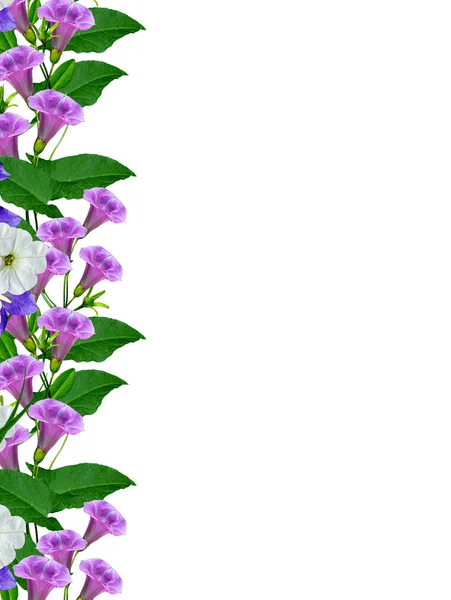 Bel bloem geïsoleerd op witte achtergrond — Stockfoto