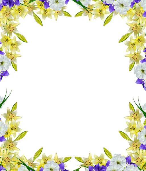 Lilia kwiaty izolowane na białym tle — Zdjęcie stockowe