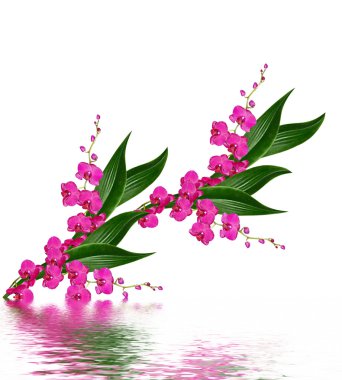 Beyaz arkaplanda izole edilmiş orkide çiçeği