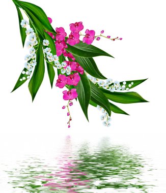 Beyaz arkaplanda izole edilmiş orkide çiçeği