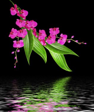 Siyah arka plan üzerine izole hassas orkide çiçekleri.