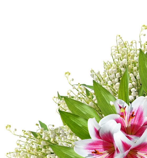 Flower lily isolated on white background. 