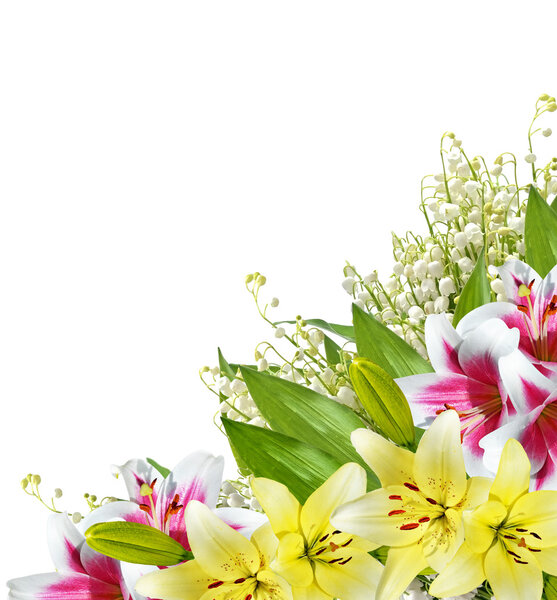 Flower lily isolated on white background. 