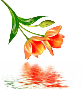 bahar çiçekleri beyaz arkaplanda izole laleler. 