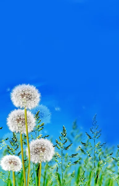 Grama verde no fundo céu azul — Fotografia de Stock
