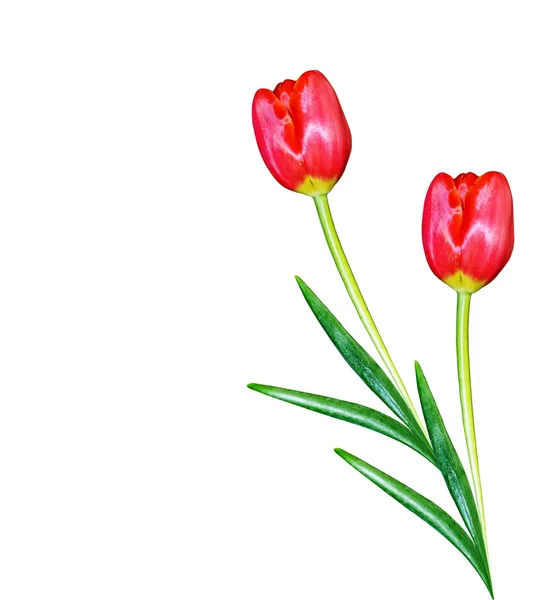 Fiori primaverili tulipani isolati su sfondo bianco. — Foto Stock