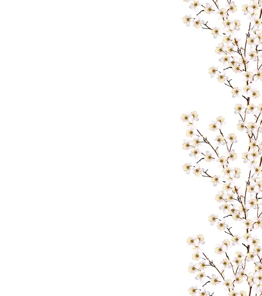 Vita körsbär blommor gren — Stockfoto