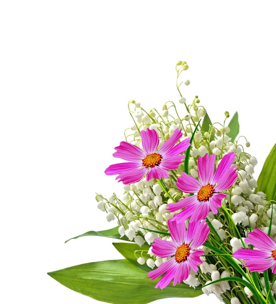 Kosmos bloemen geïsoleerd op witte achtergrond. — Stockfoto