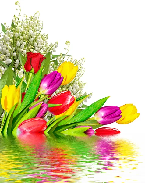 Lente bloemen tulpen geïsoleerd op witte achtergrond. — Stockfoto