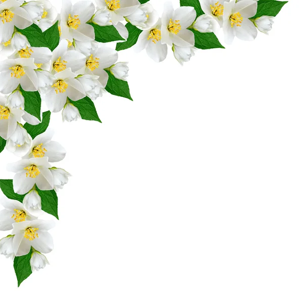 White jasmine flower. — Stock Photo, Image