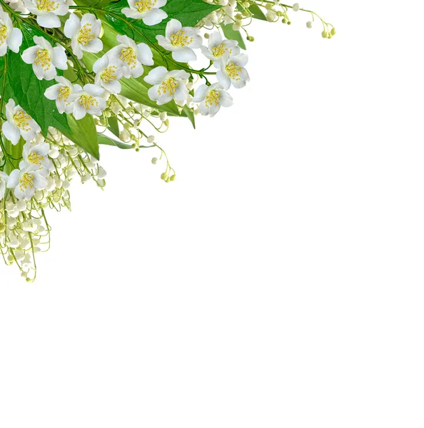 Witte jasmijn bloem. — Stockfoto