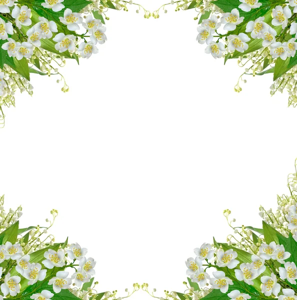 白いジャスミンの花. — ストック写真