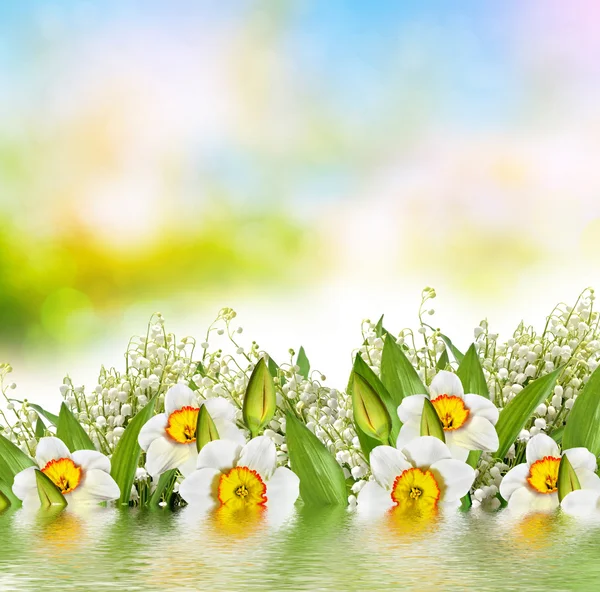 Prachtige lente bloemen narcissen. gele bloemen. — Stockfoto