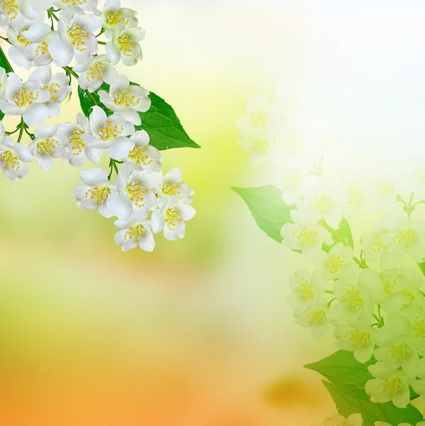 A fehér jázmin virág. — Stock Fotó