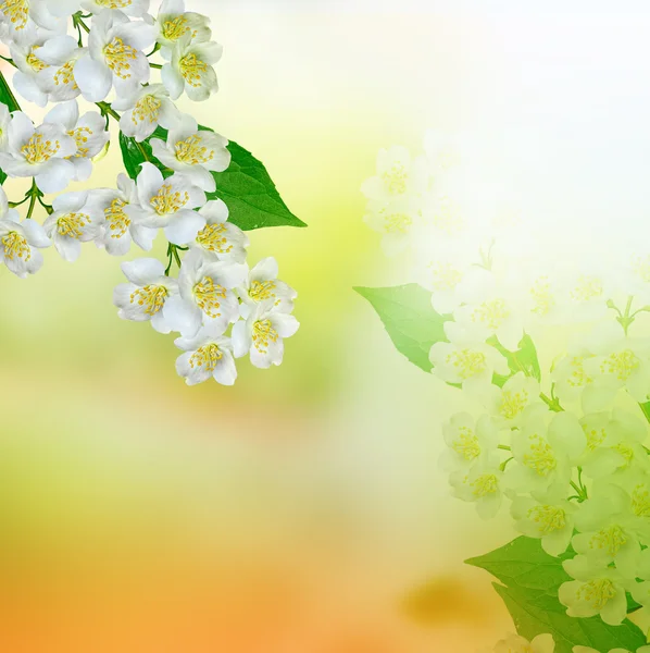 White jasmine flower. — Stock Photo, Image