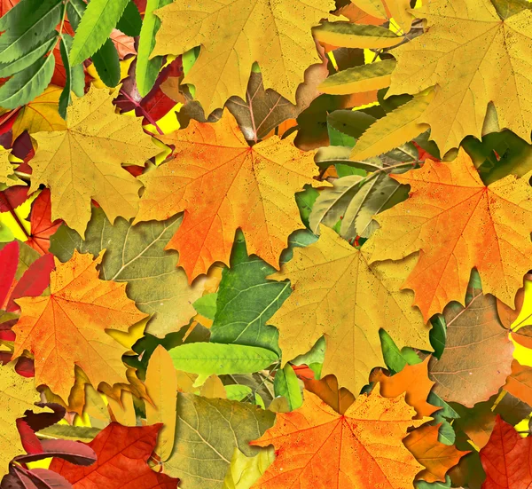 Fondo abstracto de hojas de otoño —  Fotos de Stock