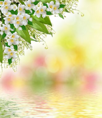 Beyaz Yasemin çiçeği. 