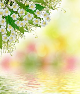 Beyaz Yasemin çiçeği. 