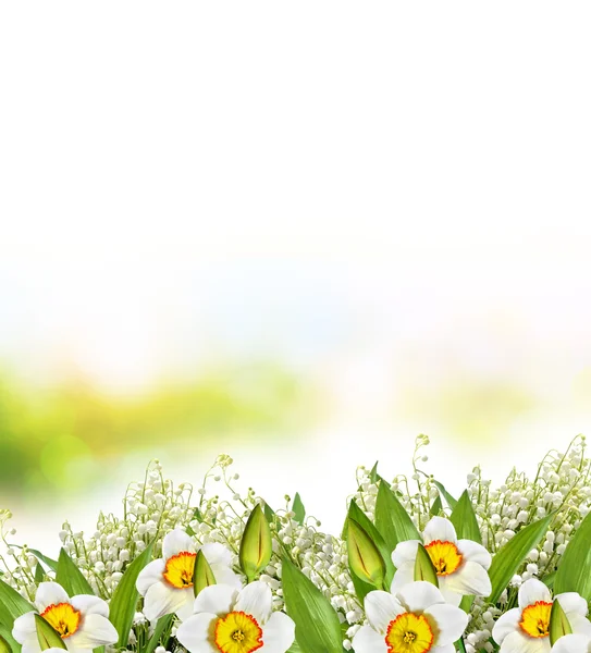 Prachtige lente bloemen narcissen. gele bloemen. — Stockfoto