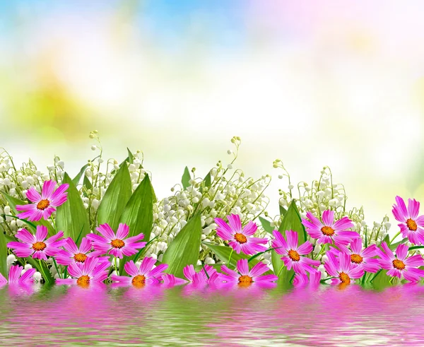 Cosmos çiçekler. Güzel çiçekler evren. Yaz manzara.