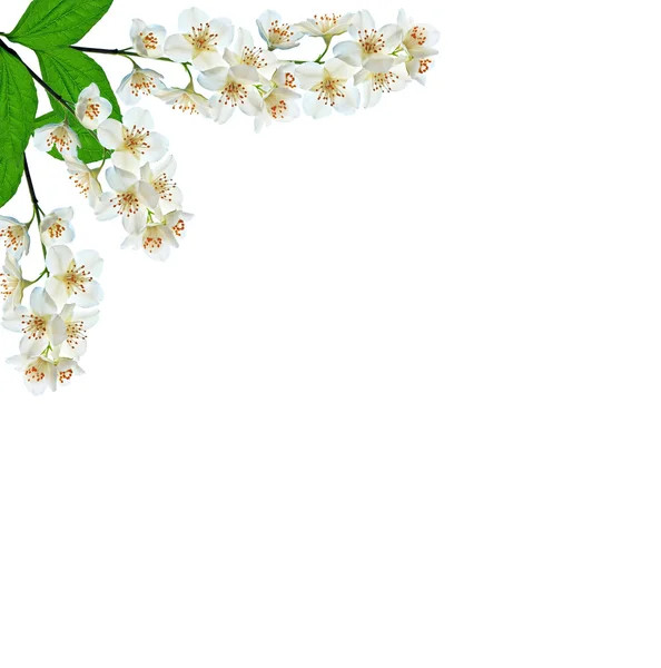 Fiore di gelsomino bianco . — Foto Stock