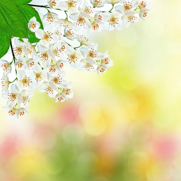 Beyaz Yasemin çiçeği. — Stok fotoğraf