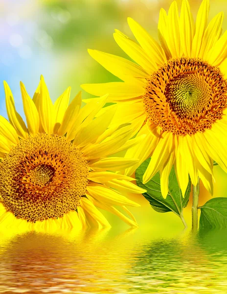 Bellissimo campo di girasole in estate — Foto Stock