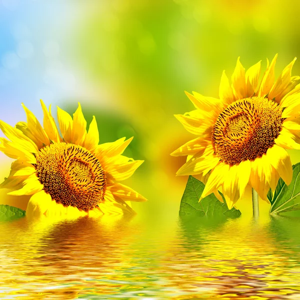 Bellissimo campo di girasole in estate — Foto Stock