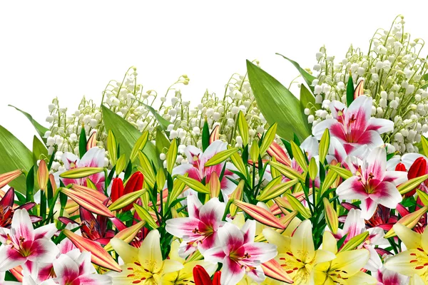 Blütenlilie isoliert auf weißem Hintergrund. zarte Blüte — Stockfoto