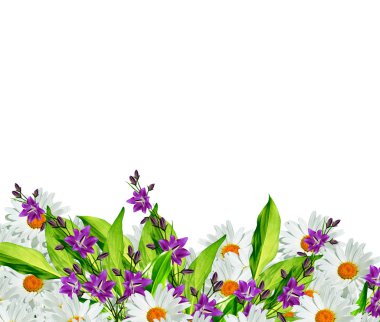 Beyaz arka planda izole edilmiş papatyalar.. 