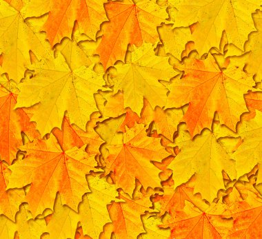 herfst gebladerte. Gouden herfst. 