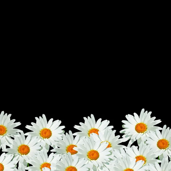 Százszorszépek nyári elszigetelt fekete háttér fehér virág. — Stock Fotó