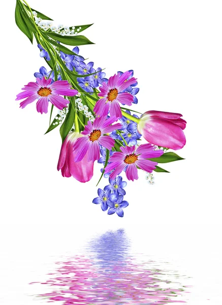 Lente bloemen tulpen geïsoleerd op witte achtergrond — Stockfoto