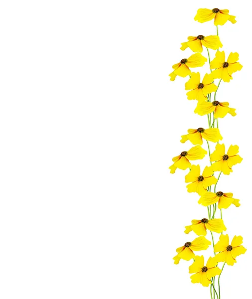 Fleur jaune hélium isolé sur fond blanc . — Photo