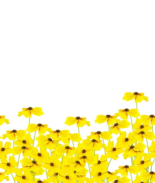 Fleur jaune hélium isolé sur fond blanc . — Photo