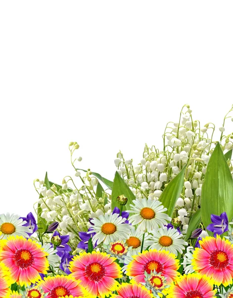 Marguerites été fleur blanche isolée sur fond blanc — Photo