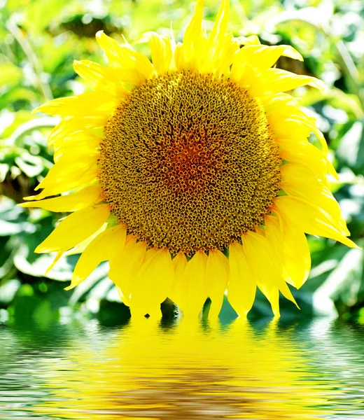 Bellissimo campo di girasole in estate — Foto Stock