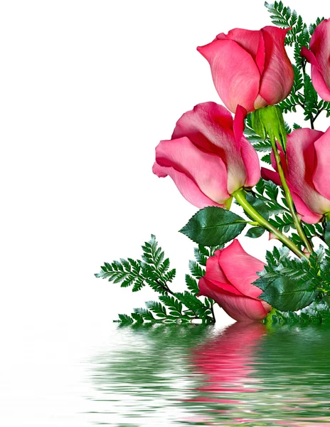 Rode rozen op witte achtergrond — Stockfoto