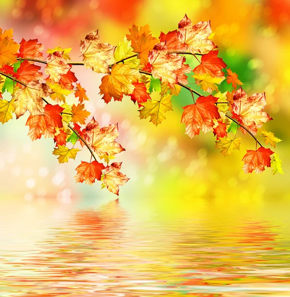 Fogliame autunnale. Autunno d'oro . — Foto Stock