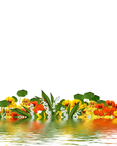 Blumen isoliert auf weißem Hintergrund — Stockfoto