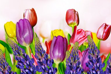 Bahar çiçek acı bakla ve renkli Lale mavi