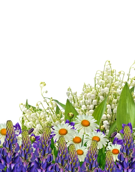 Marguerites été fleur blanche isolée sur fond blanc — Photo