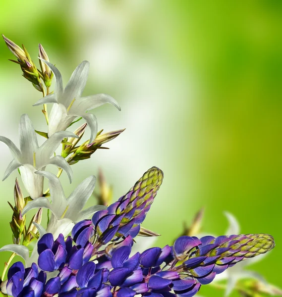 Floral background of delicate flowers bluebells — Stock Photo, Image