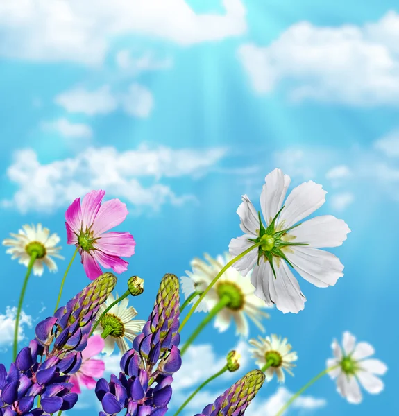 Flores de margarita sobre fondo de cielo azul. altramuz —  Fotos de Stock